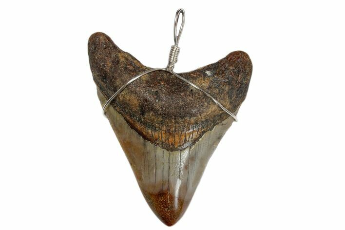 Fossil Megalodon Tooth Necklace #173870